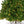 Cargar imagen en el visor de la galería, Evergreen Christmas Tree With Lights
